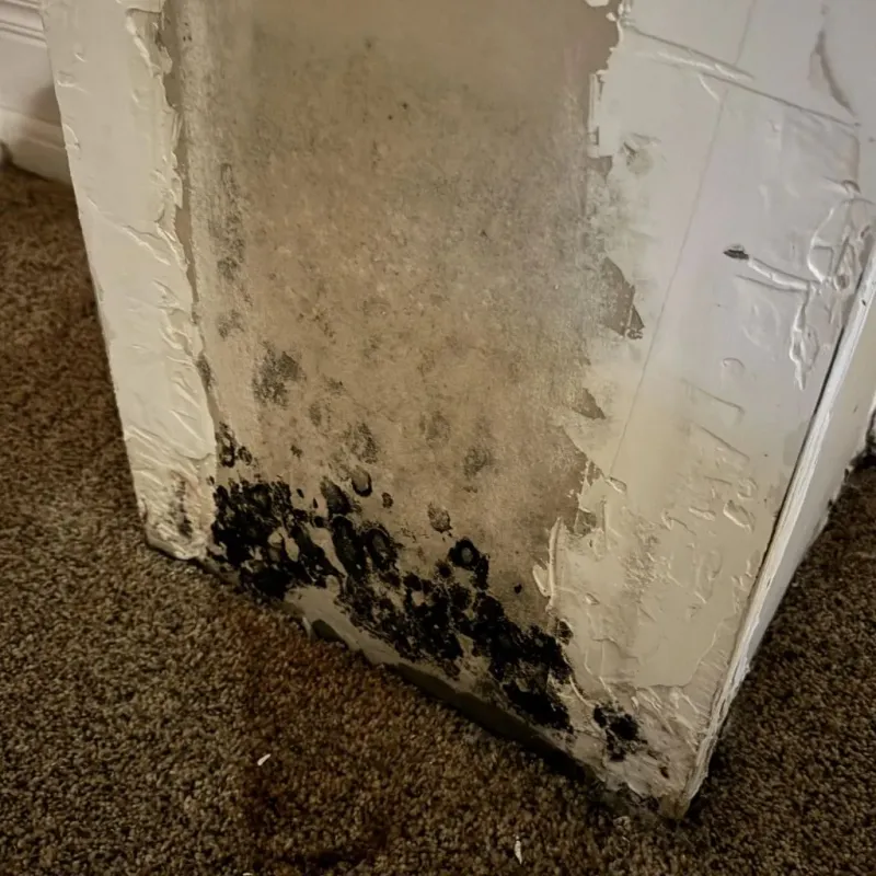 Professional Mold Removal in Burton, MI